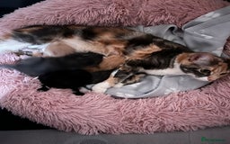 Maine Coon cats for sale: Half Maine coon Kitten ONE BOY LEFT  - Image 3