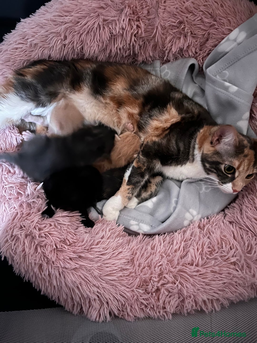 Maine Coon cats for sale: Half Maine coon Kitten ONE BOY LEFT  - Image 3