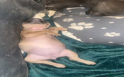 Mixed Breed dogs for sale: 5 girls 4 boys french x American pocket bully - Image 11