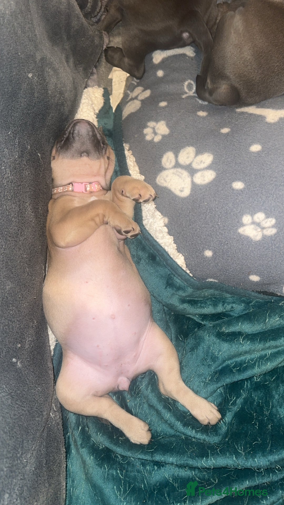 Mixed Breed dogs for sale: 5 girls 4 boys french x American pocket bully - Image 11