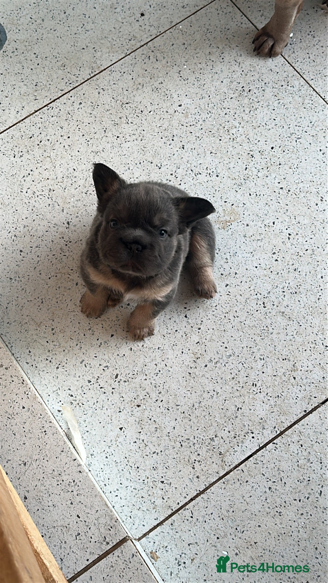 French Bulldog dogs for sale: Fluffy Frenchies - Advert 1