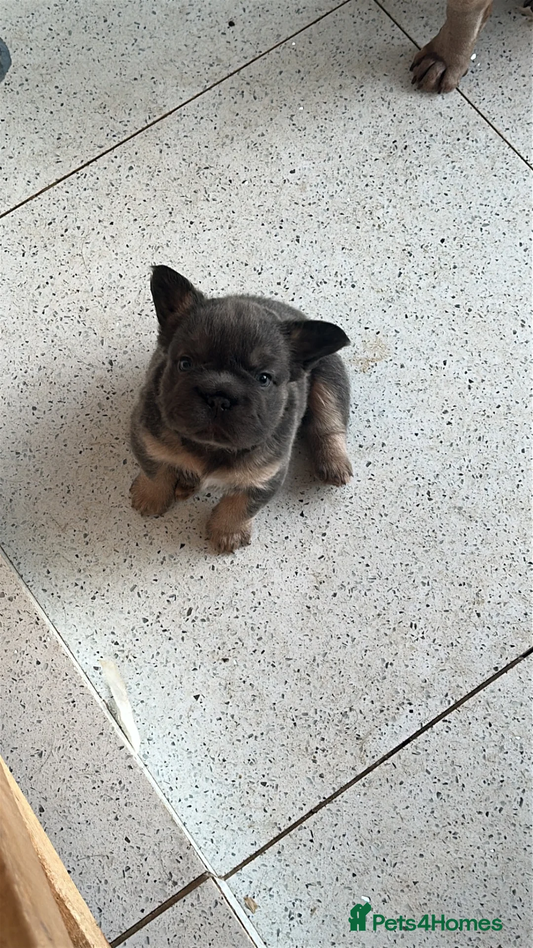 French Bulldog dogs for sale: Fluffy Frenchies - Advert 1