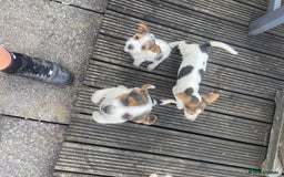 Jack Russell dogs for sale: Jack Russell pups - Image 6