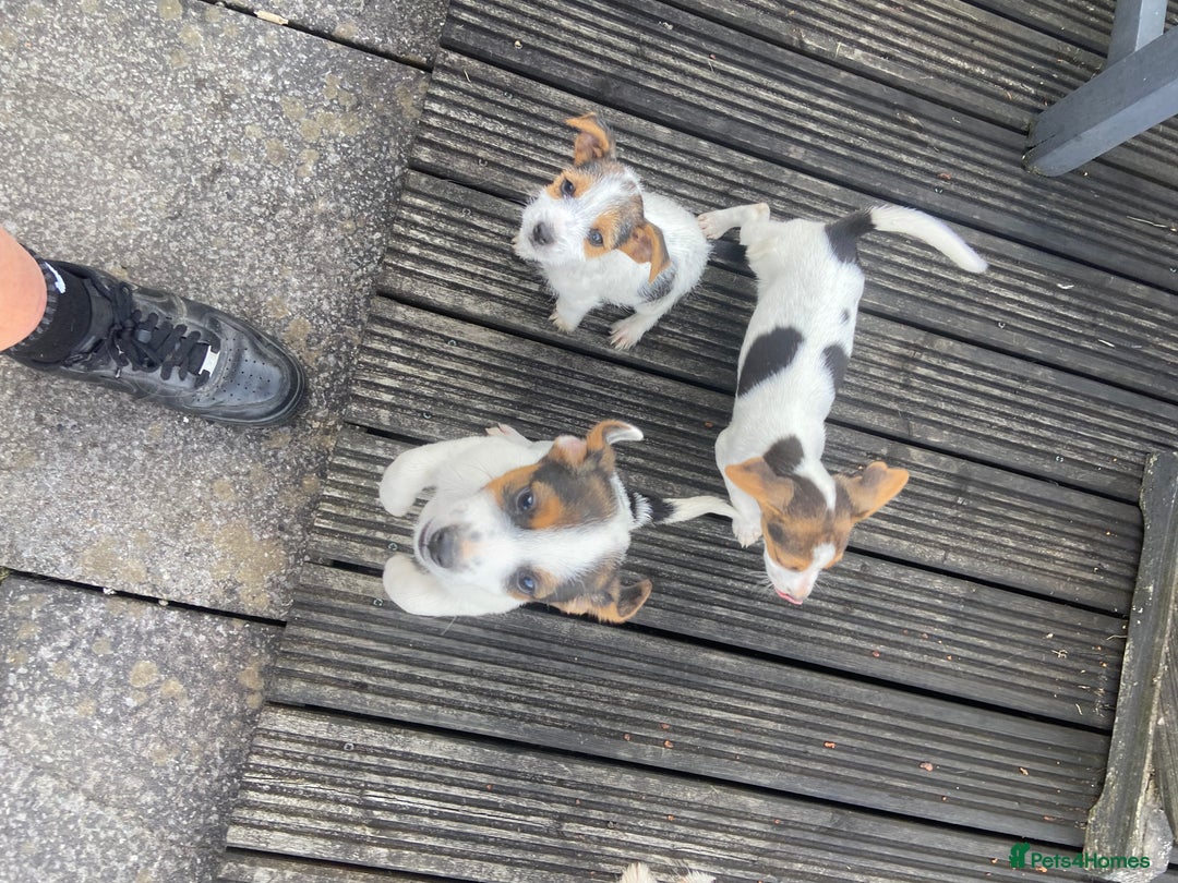 Jack Russell dogs for sale: Jack Russell pups - Image 6