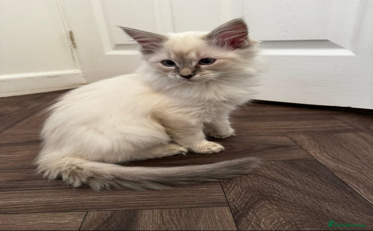Ragdoll cats - Advert 6