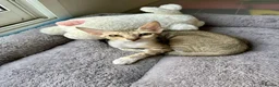 Arabian Mau cats for adoption: Two Female Rescue Kittens for Adoption Together - Advert 7