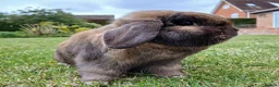 Mini Lop rabbits for sale: Pure bred EX-show mini lop male🩵 - Advert 1