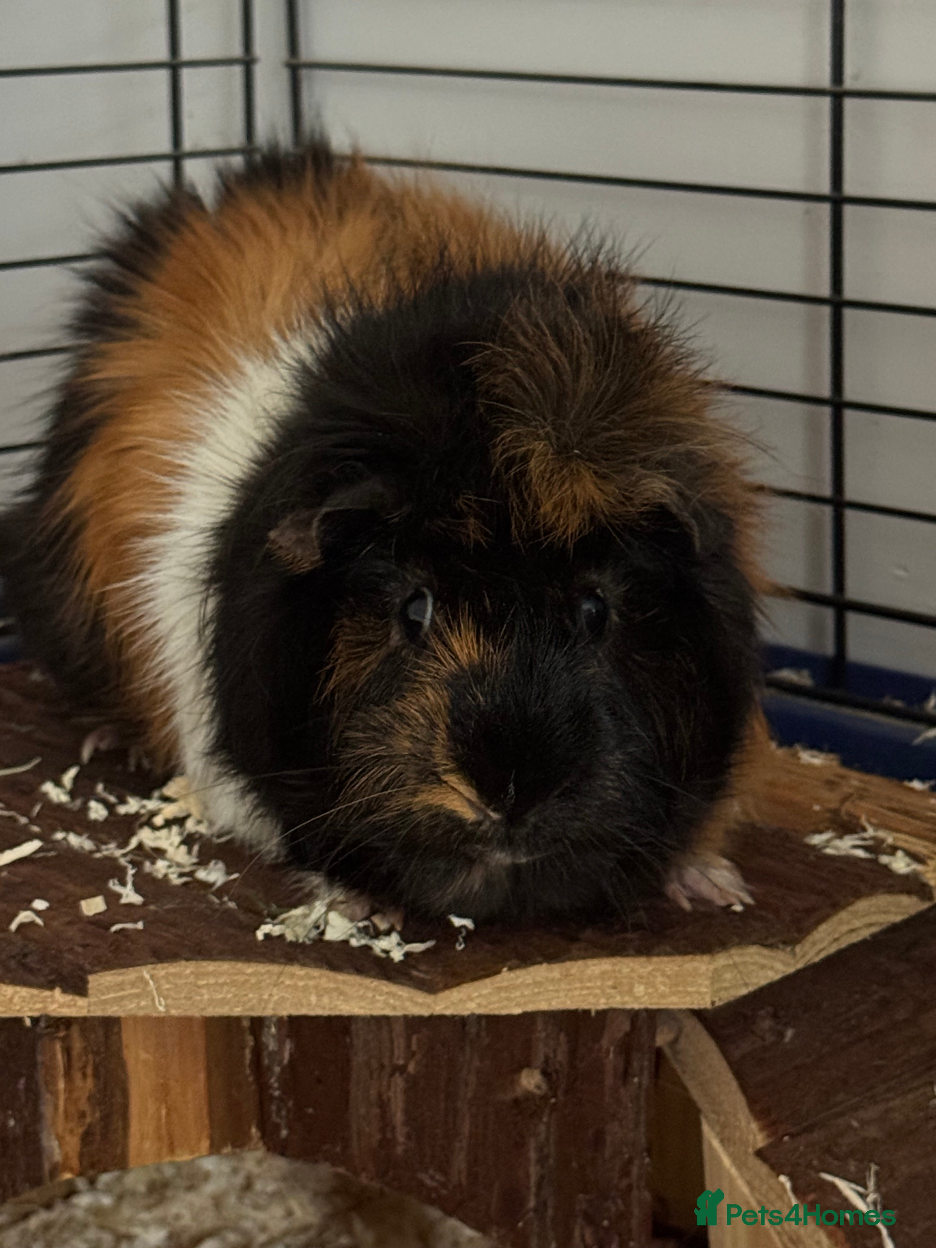 Guinea Pig rodents Two guinea pigs with setup  - Advert 8