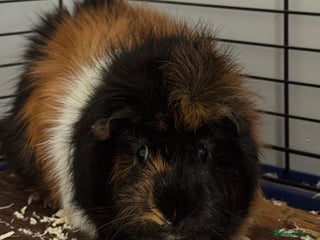 Guinea Pig rodents Two guinea pigs with setup - Advert 1