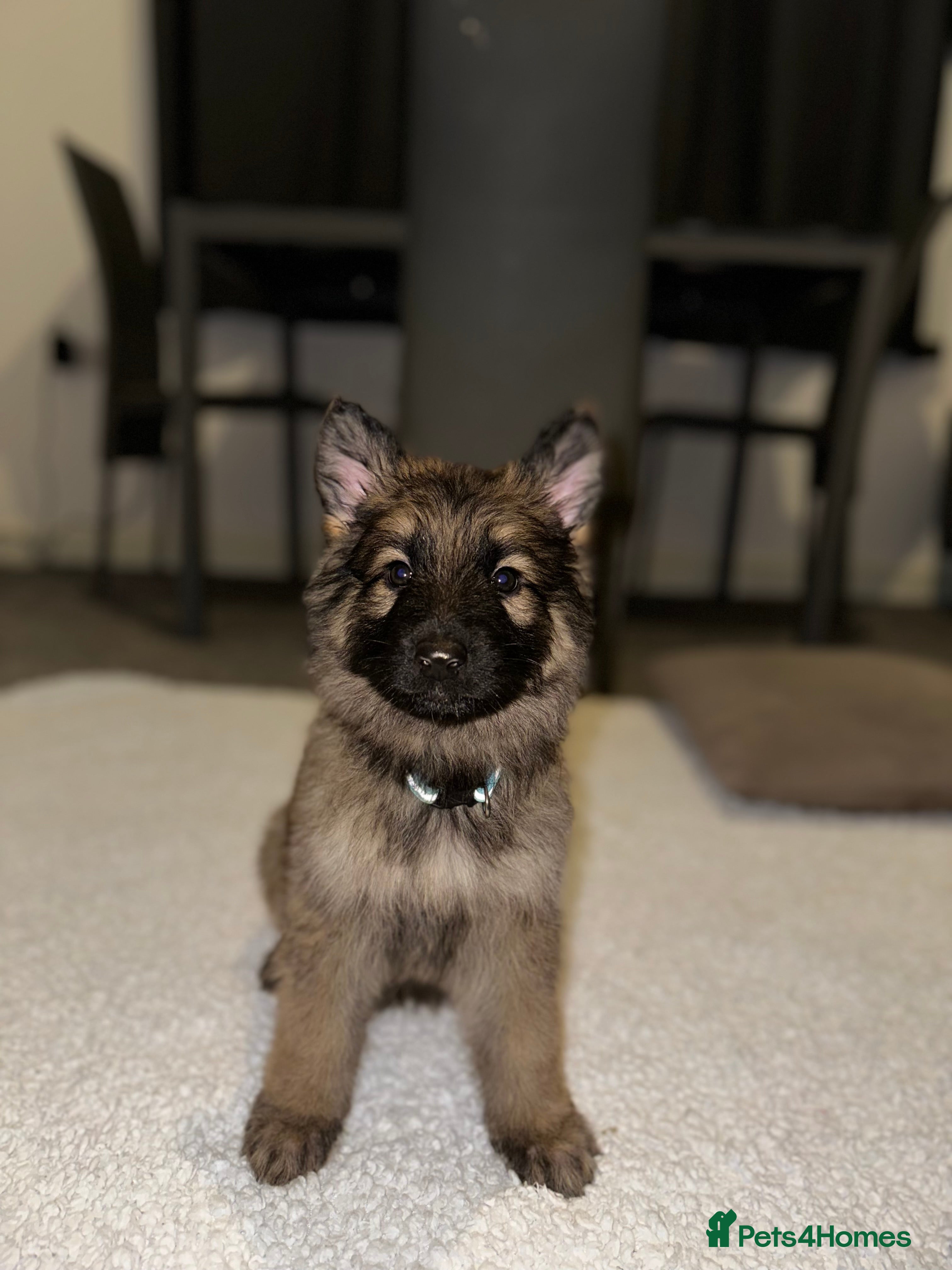 German Shepherd dogs Male/ Female  Long-Haired German Shepherd Puppies - Advert 1