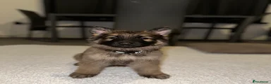 German Shepherd Puppy 3