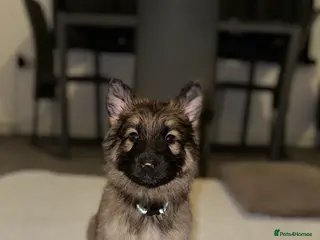 German Shepherd dogs Male/ Female Long-Haired German Shepherd Puppies - Advert 2