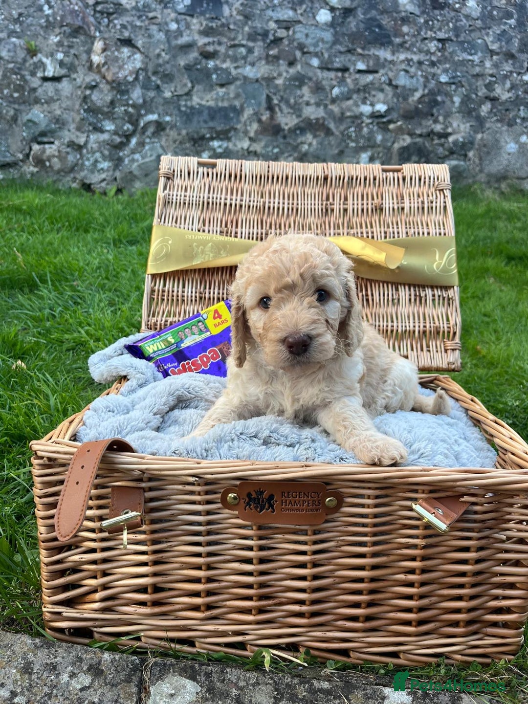 Labradoodle dogs for sale: 🐶 Adorable Labradoodle Puppies for Sale! 🐶 - Image 10