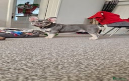 French Bulldog dogs for stud: French bulldog stud - Image 3