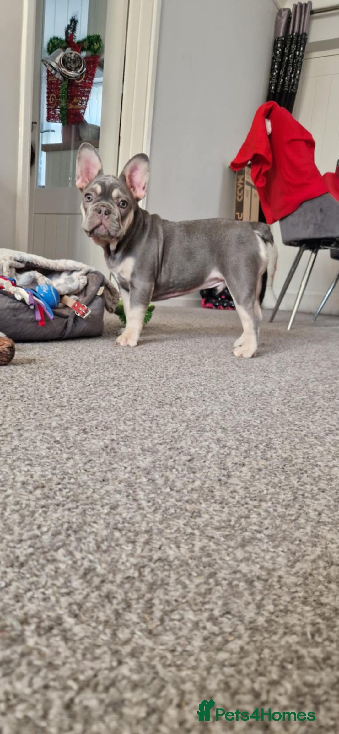 French Bulldog dogs for stud: French bulldog stud - Image 3