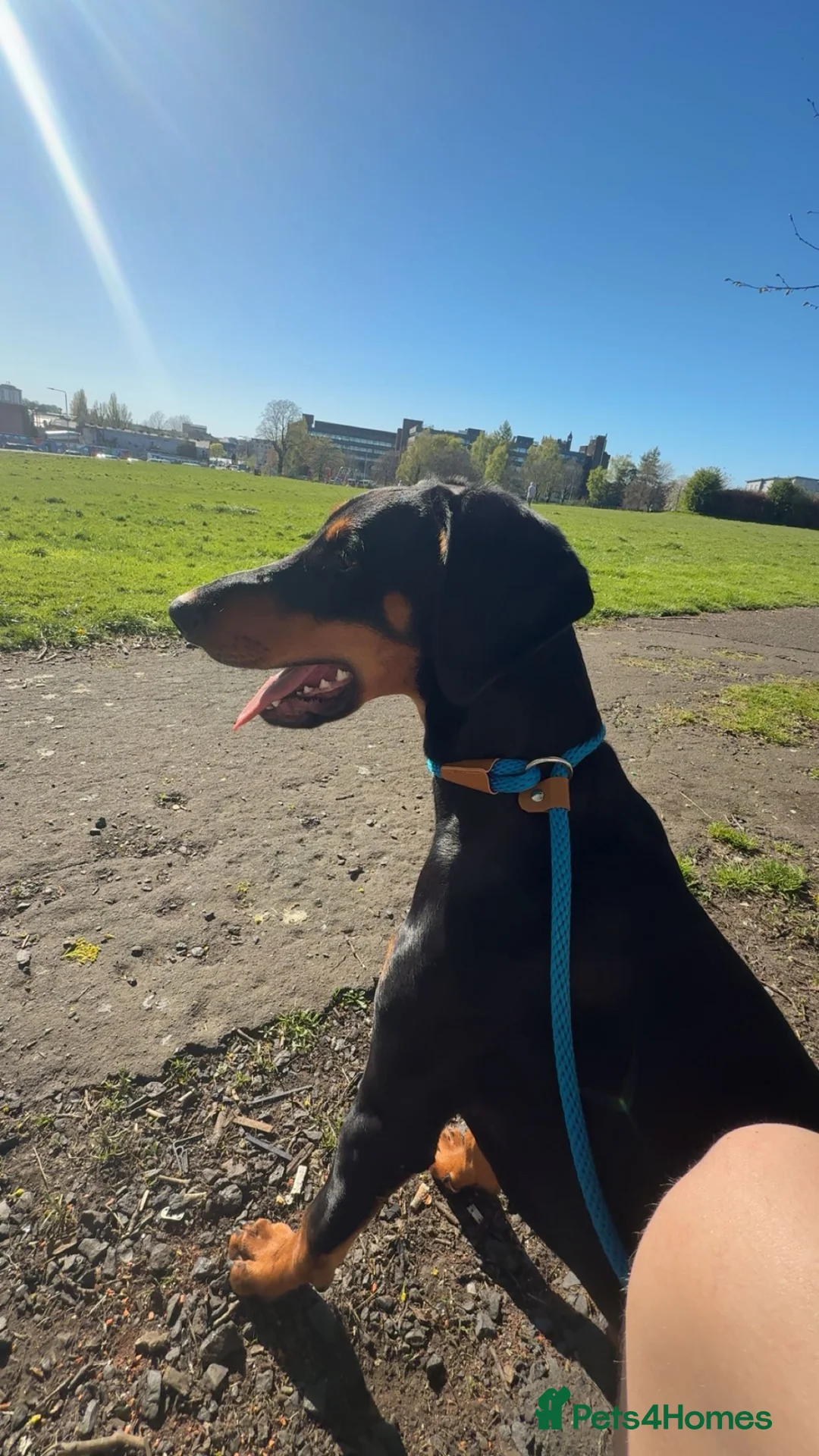 Dobermann dogs for sale: Doberman  in Paisley - Advert 2
