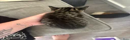 Mixed Breed cats for sale: Kitten for sale - Advert 3