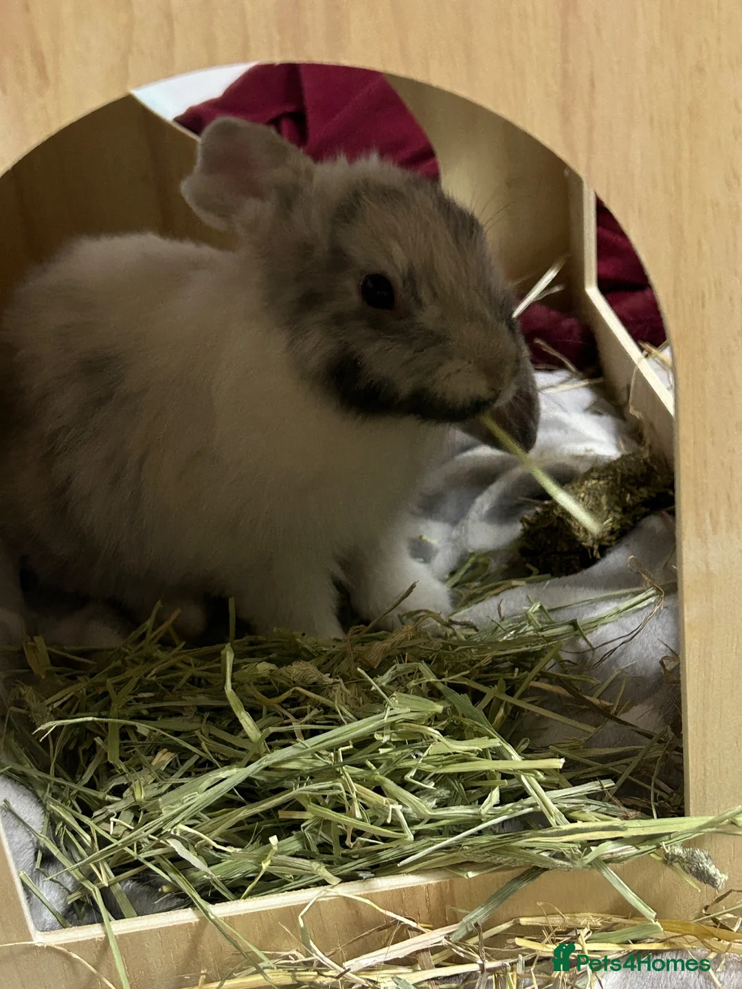 Mixed Breed rabbits for sale: 2 male baby bunnies  in Harrogate - Advert 2