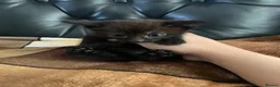 Domestic Shorthair cats for sale: KITTENS  - Advert 6