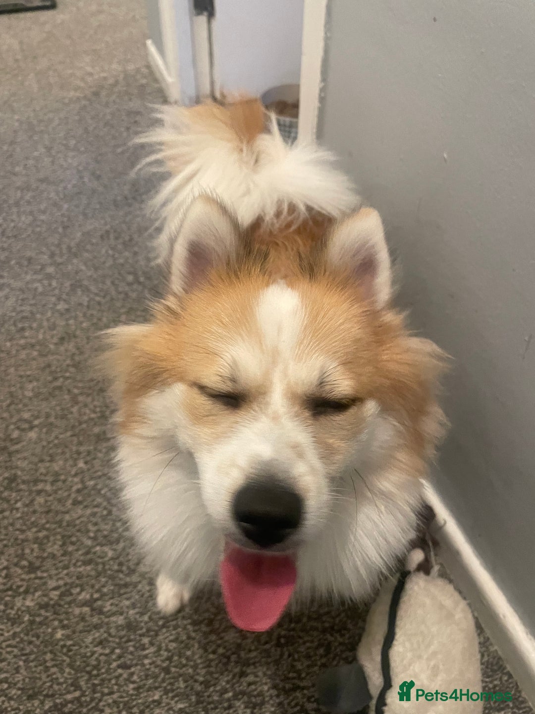 German Spitz dogs for sale: 🐾 10-Month-Old German Spitz Puppy - Image 7