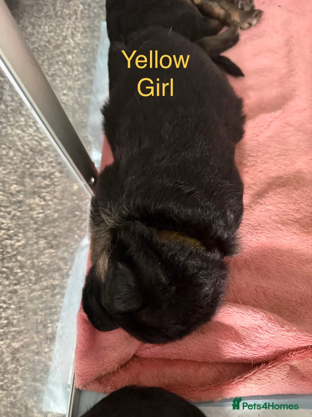 German Shepherd dogs for sale: German shepherd puppies  - Advert 2