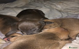 American Bully dogs for sale: Classic American pocket bullys - Image 4