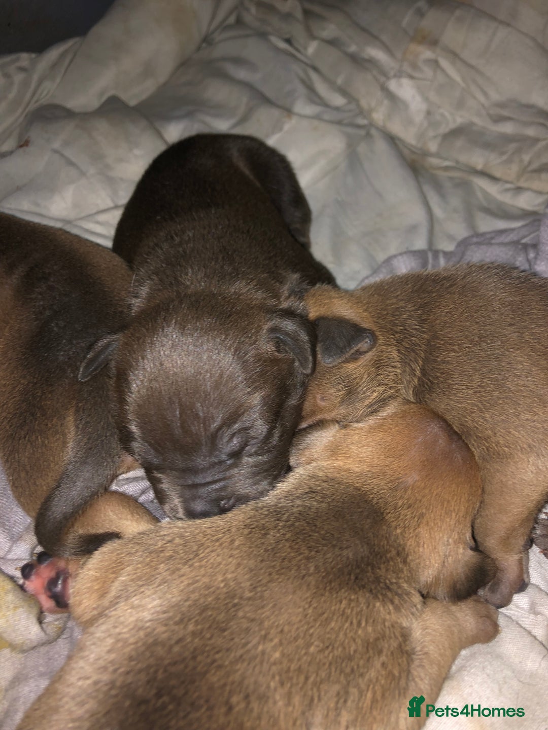 American Bully dogs for sale: Classic American pocket bullys - Image 4