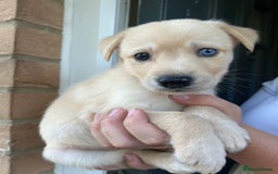 Mixed Breed dogs for sale: Huskador puppy’s!  - Image 5