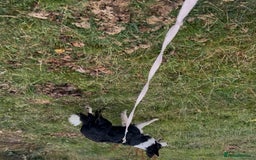 Border Collie dogs for sale: Bryndau Minnie - Image 3
