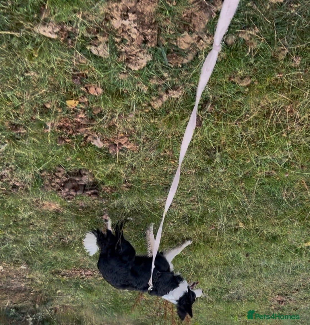 Border Collie dogs for sale: Bryndau Minnie - Image 3