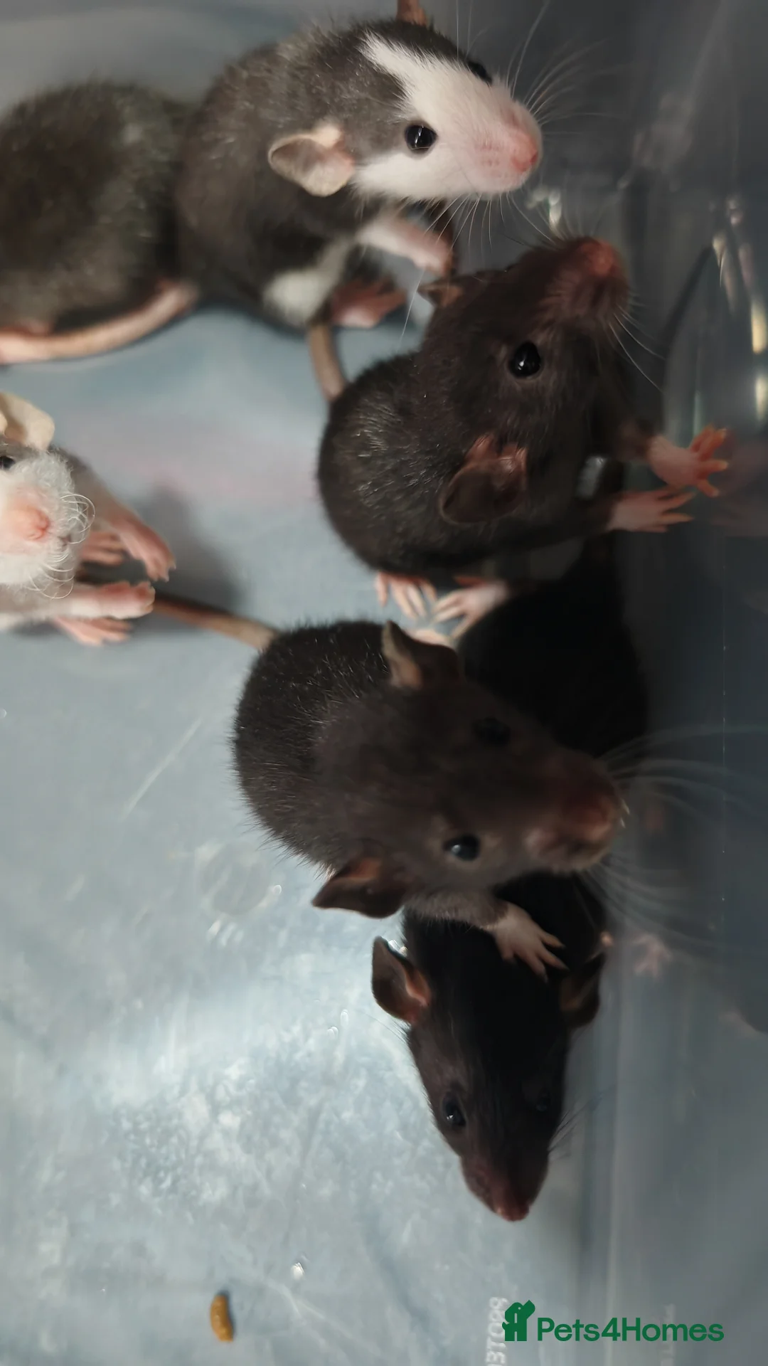 Rat rodents for sale: Gorgeous fancy dumbo rats - Advert 2
