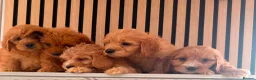 Cockapoo dogs for sale: Adorable puppies - Advert 4