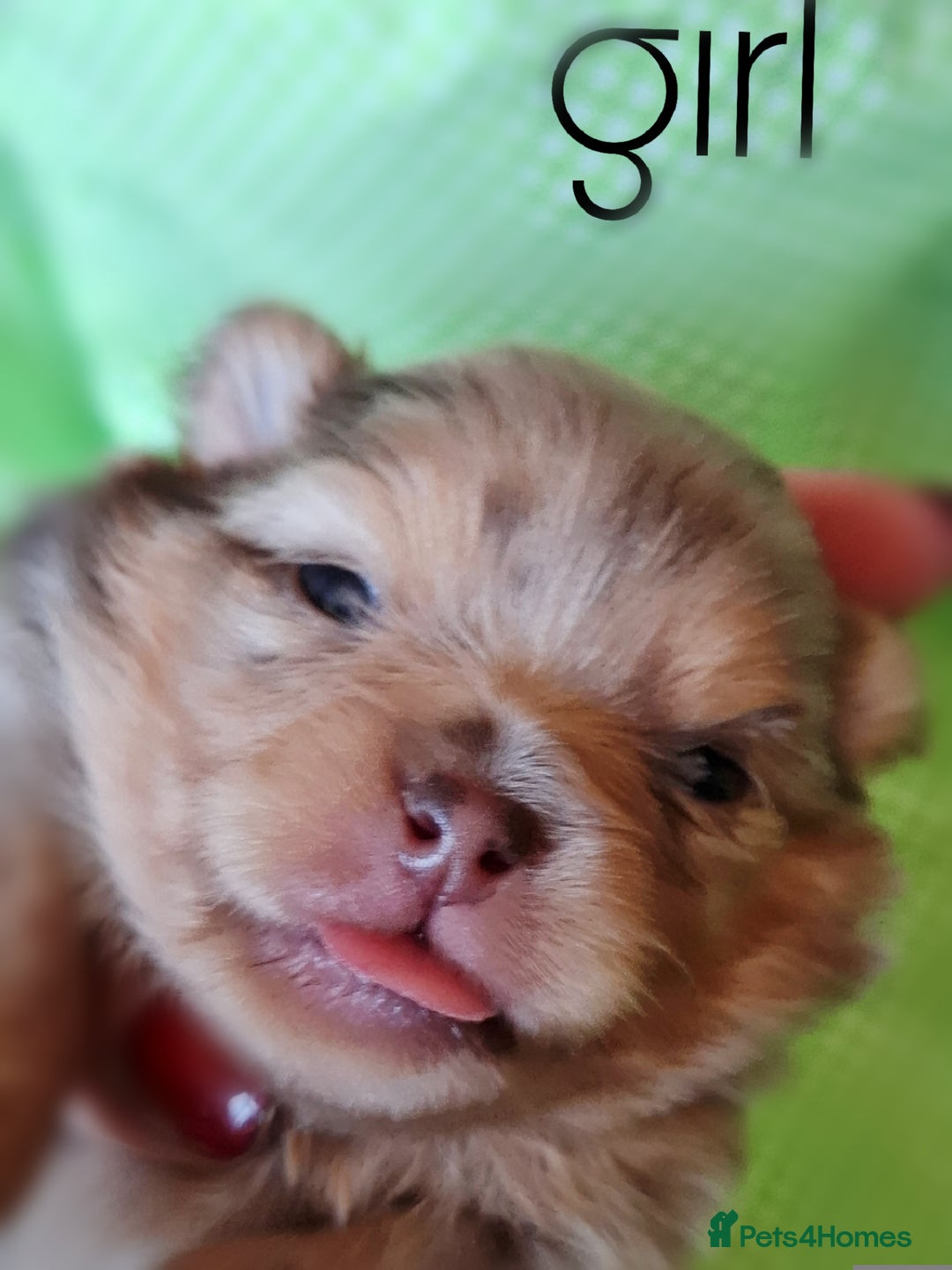 Pomeranian dogs for sale:  KC Teddy Face Merle, Black Exquisite Petite Girls - Advert 10