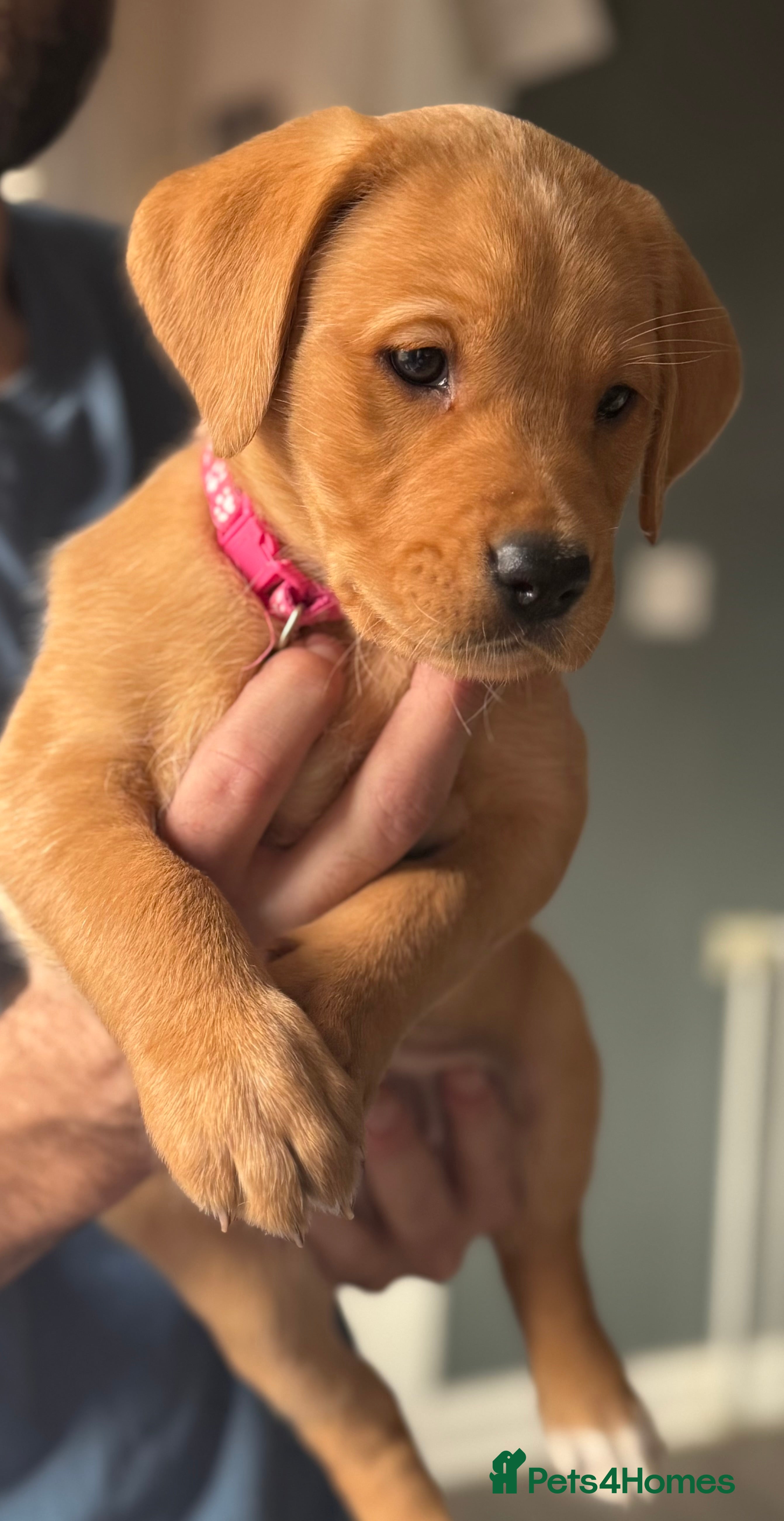 Labrador Retriever dogs Labradors fox red  - Advert 14