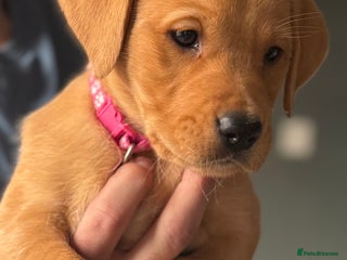 Labrador Retriever dogs Labradors fox red - Advert 4