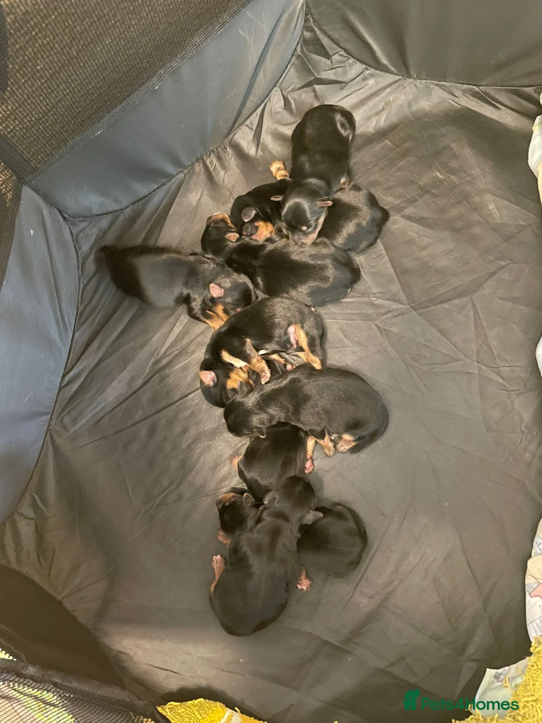 Yorkshire Terrier dogs for stud: Yorkshire terrier for stud  in Hornchurch - Advert 27