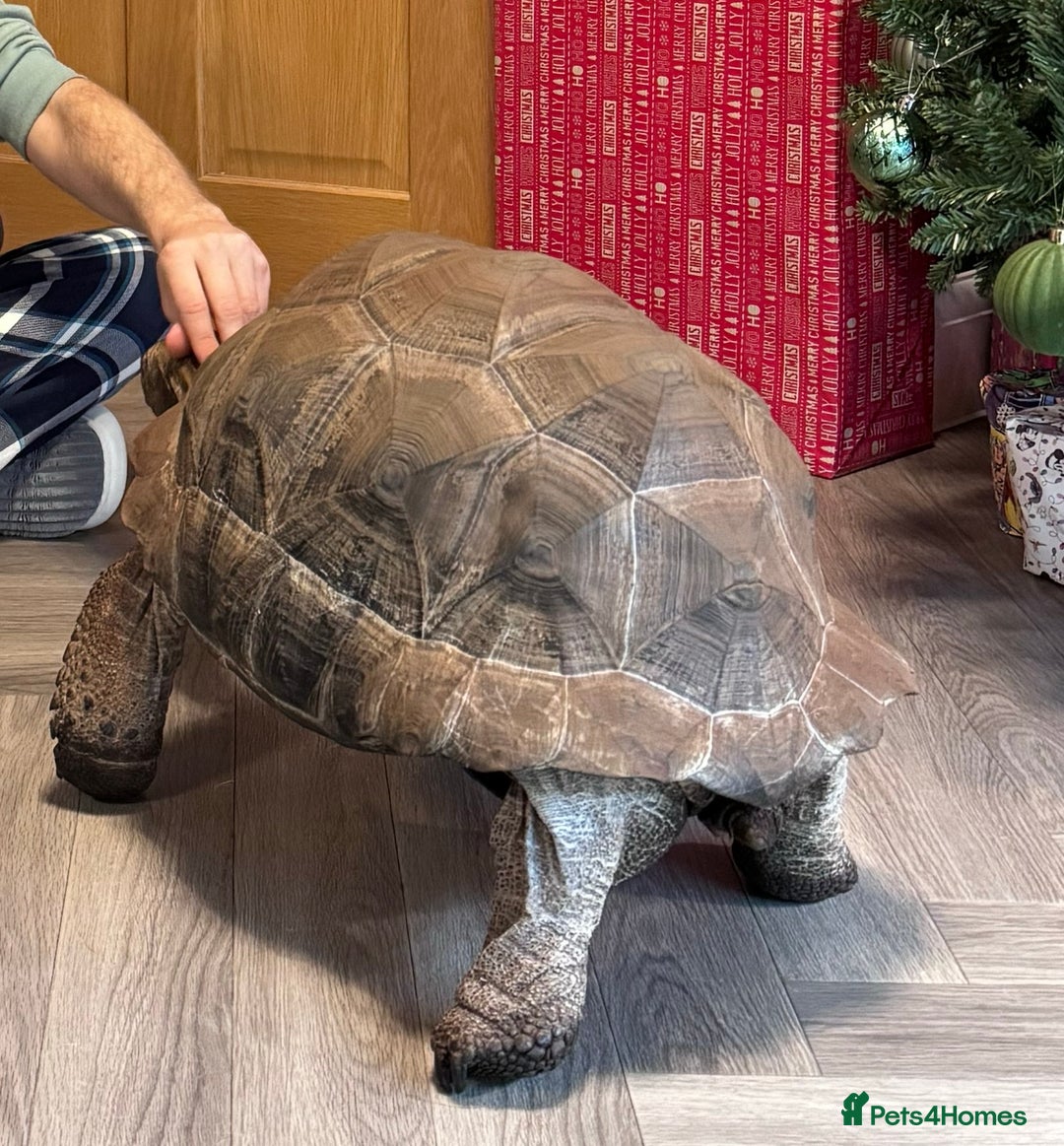 Tortoise reptiles for sale: Aldabra Male Tortoise 25kg - 2020 - Advert 3