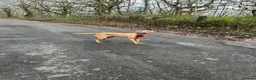 Labrador Retriever dogs for sale: Labrador Puppies - Advert 13
