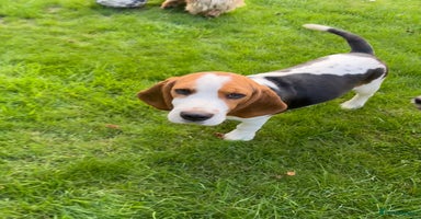 Beagle dogs - Advert 9