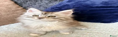 Maine Coon Kitten 5