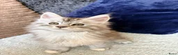 Maine Coon cats for sale: Two registered mainecoon kittens (1 poly)  - Advert 23
