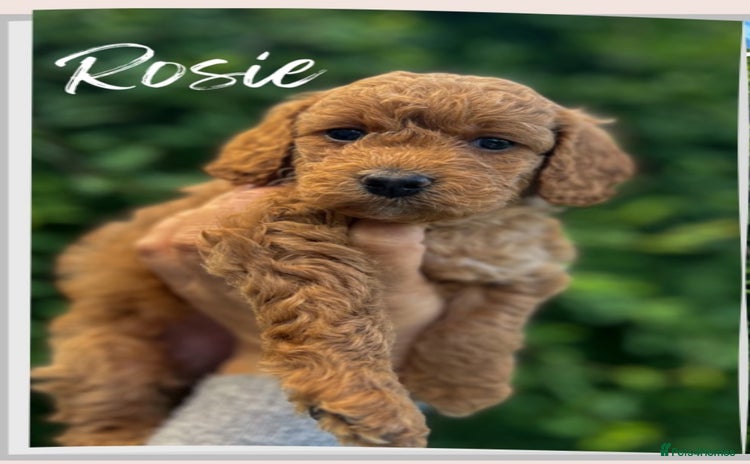 Cockapoo dogs - Advert 1