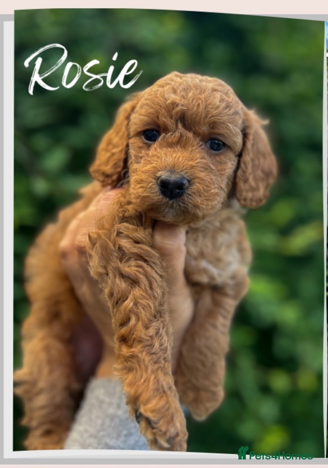 Cockapoo dogs for sale: Stunning Mini/Medium Cockapoo Puppies - Image 1