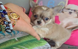 Chihuahua dogs for sale: Beautiful Tiny Chihuahua puppies  - Image 1