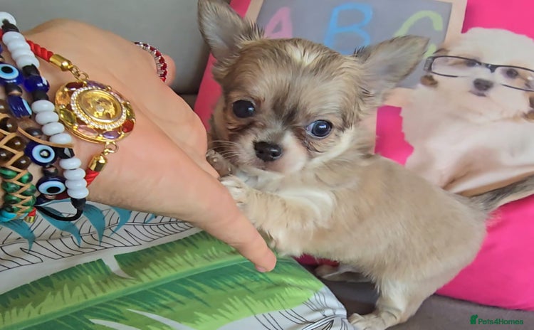 Chihuahua dogs - Advert 6
