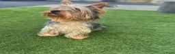 Yorkshire Terrier dogs for sale: KC registered pedigree Yorkshire Terrier - Advert 12