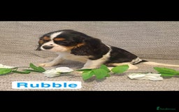 Cavalier King Charles Spaniel dogs for sale: Beautiful quality kc registered cavalier puppies  - Image 35