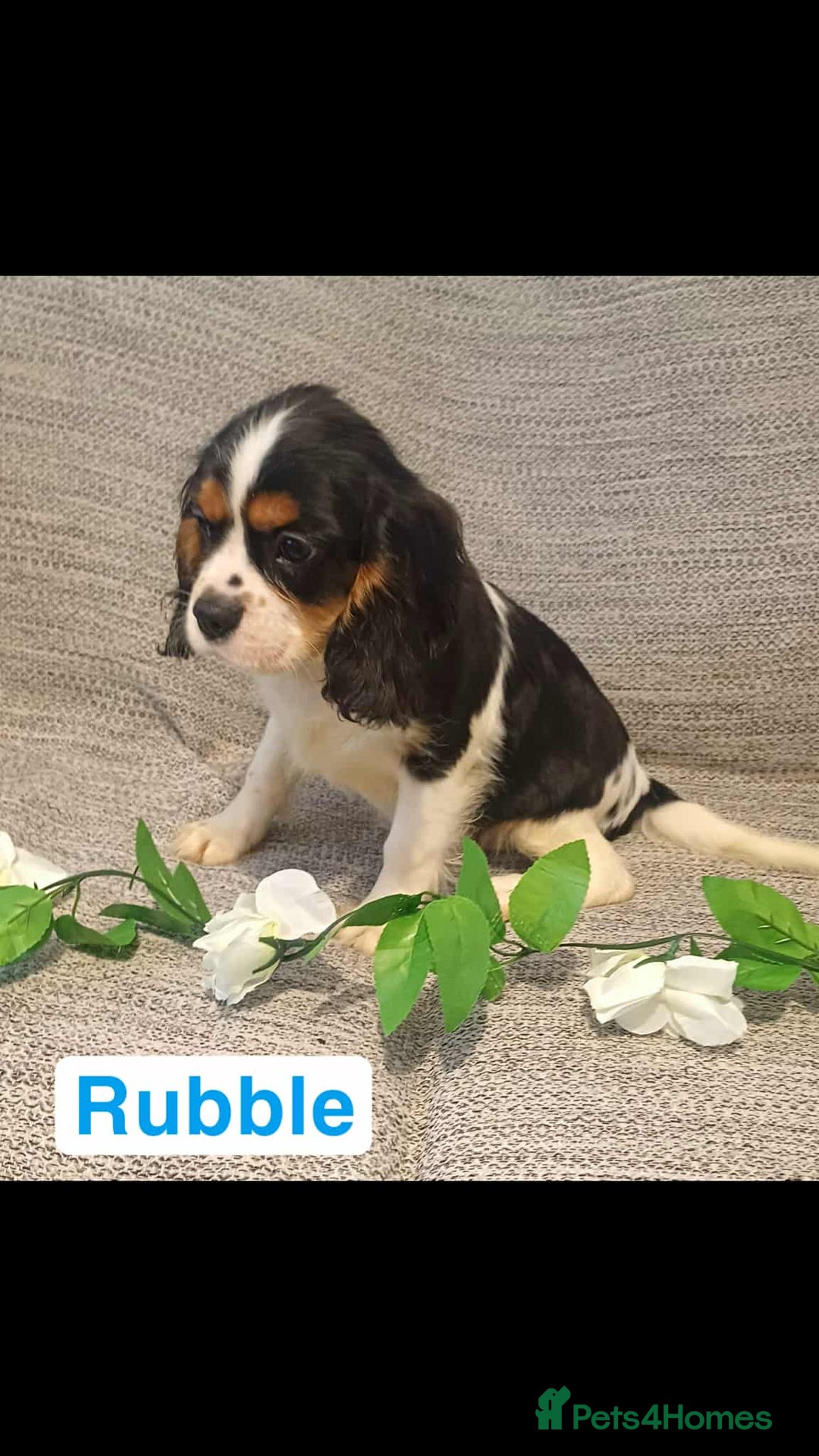 Cavalier King Charles Spaniel dogs for sale: Beautiful quality kc registered cavalier puppies  - Image 35