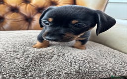 Miniature Dachshund dogs for sale: Minature Dachshund puppies for sale - Image 5