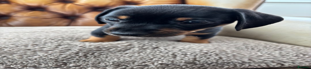 Miniature Dachshund Puppy 3